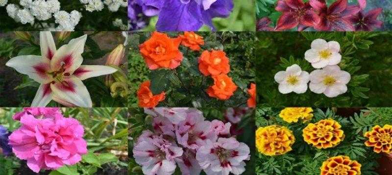 Неприхотливые и долгоцветущие растения однолетники и многолетники для сада