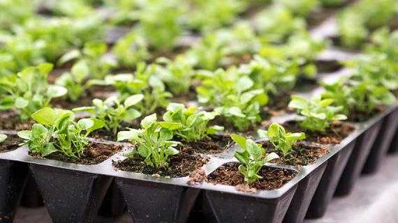 Кипарисовик красавец выращивание из семян. как вырастить кипарис из семян. условия для роста