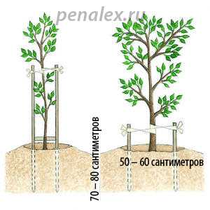 Выращивание фундука на даче: посадка саженца и уход в открытом грунте