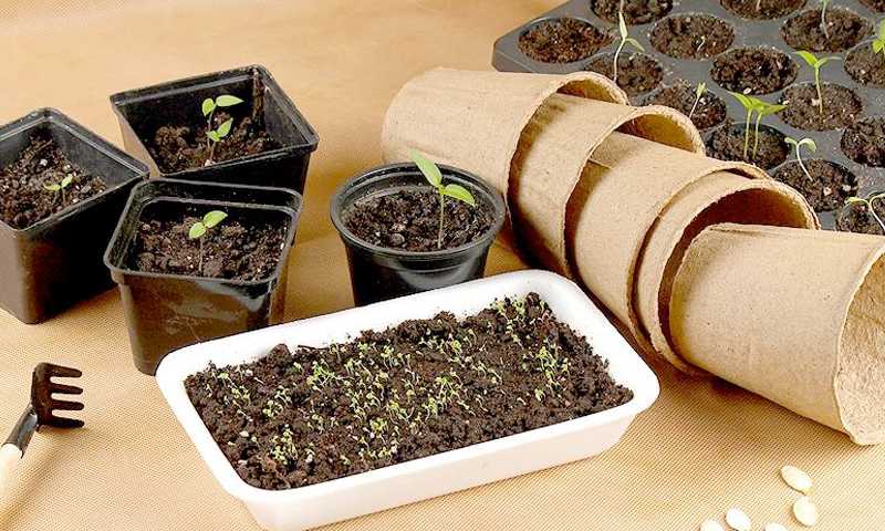 Выращивание годеции из семян — когда сажать и как ухаживать?