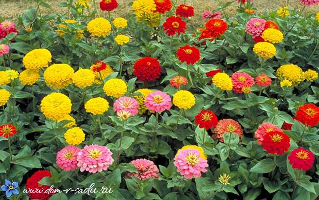 Однолетние цветы для дачи (65 фото): названия садовых однолетников для урала и других мест. высокие, вьющиеся и другие виды для клумбы