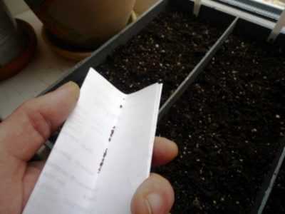 Выращивание годеции из семян: когда и как сажать на рассаду