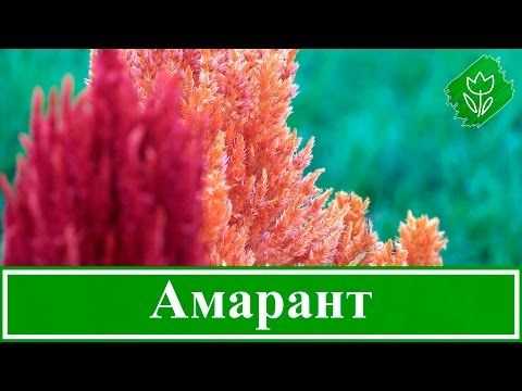Цветок амарант: посадка и уход в открытом грунте, фото, выращивание, свойства