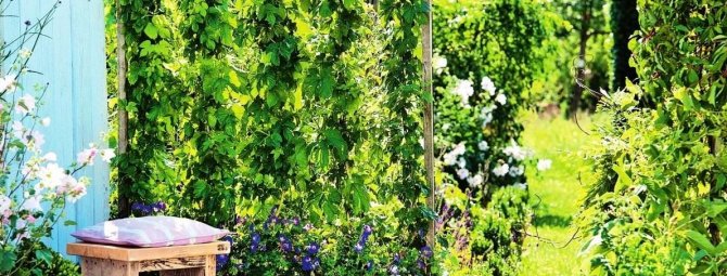 Лианы многолетники: названия вьющихся растений для сада, фото