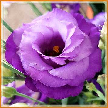 Эустома (лизиантус): выращивание и содержание цветов в домашних условиях
