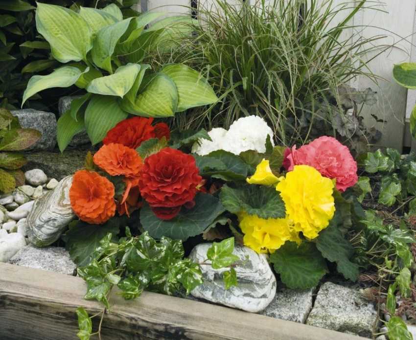 Уход и посадка цветка клубневая бегония, выращивание в домашних условиях и в саду, фото