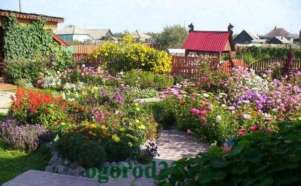 Однолетние цветы в саду и на даче: названия  фото Обзор неприхотливых садовых однолетников