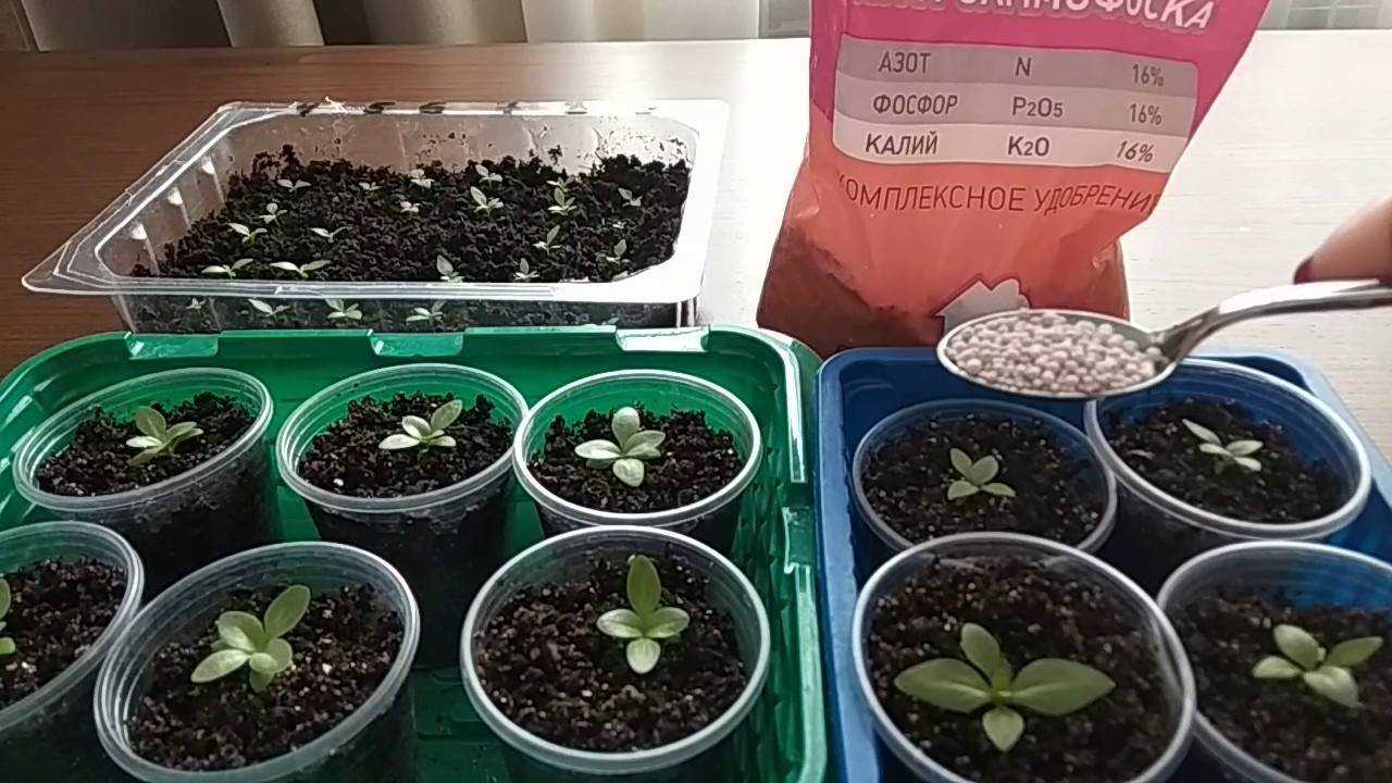 Выращивание эустомы из семян (33 фото): как сажать цветы на рассаду? хитрости посева. как вырастить эустому? как собрать семена?