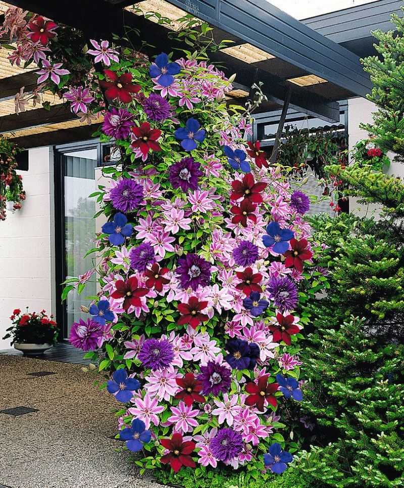 Однолетние цветы - 108 фото особого использования в дизайне сада