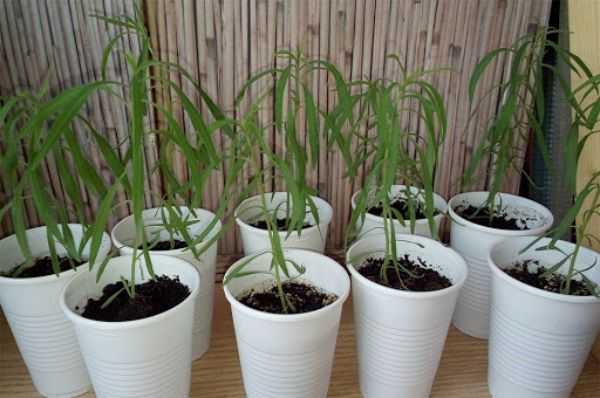 Выращивание кипариса из семян в домашних условиях