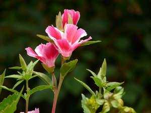 Цветы годеция (godetia): выращивание из семян (когда сажать)