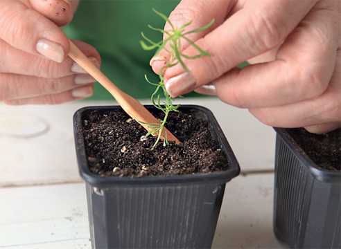 Два способа выращивания кохии из семян. когда сажать лучше и как?