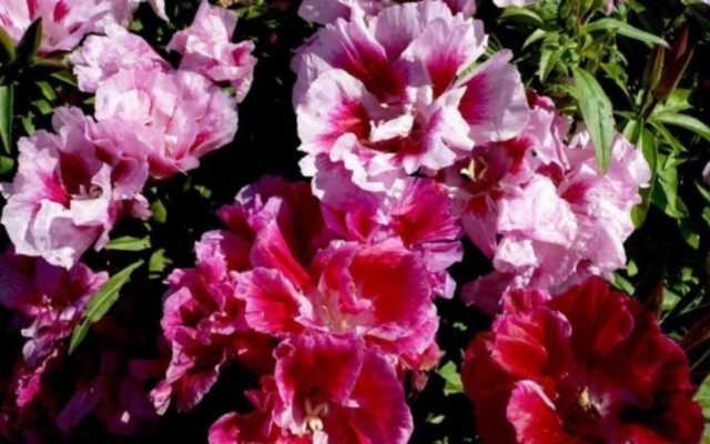 Цветок годеция — выращивание из семян в домашних условиях