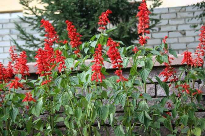 Красивые огненные цветы сальвия: посев на рассаду, уход - огород, сад, балкон - медиаплатформа миртесен