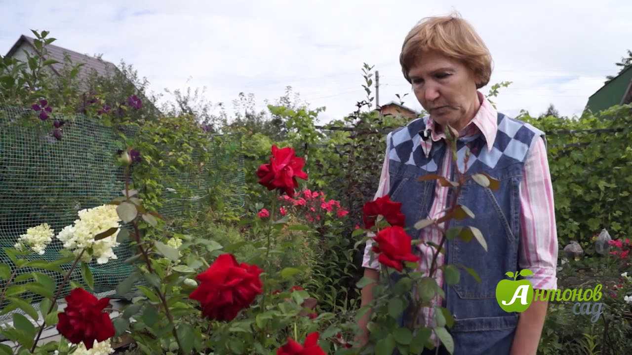 Розы в сибири — как укрыть цветы на зиму | рутвет - найдёт ответ!