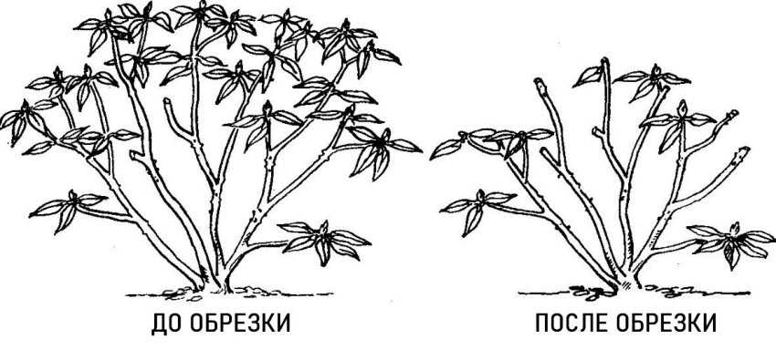 Описание и характеристики 16 подсортов рододендрона якушиманского, посадка и уход