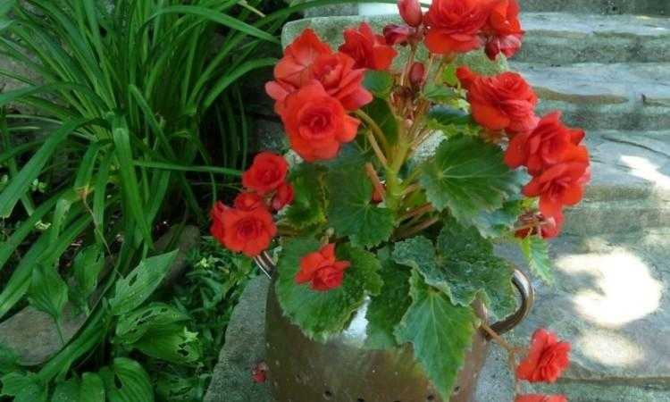 Полезные свойства цветка иван-да-марья и его применение в народной медицине