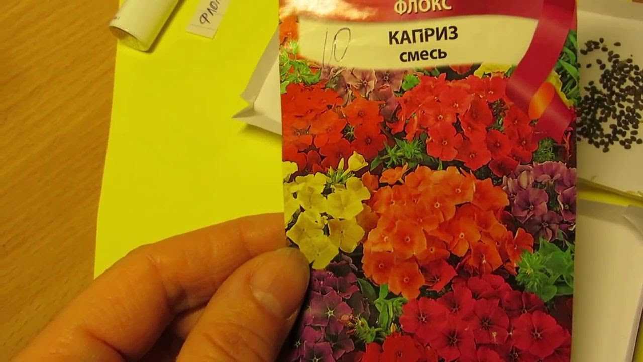 Флоксы: описание выращивания из семян