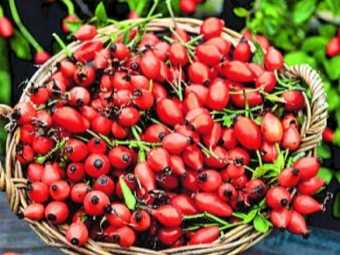 Шиповник - это один из самых лечебных плодов: польза и вред царь-ягоды