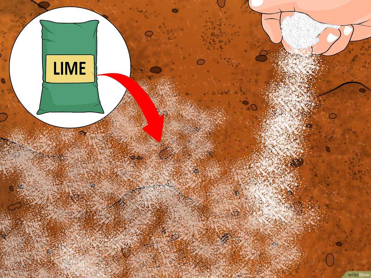 Как сделать более кислую почву для гортензии