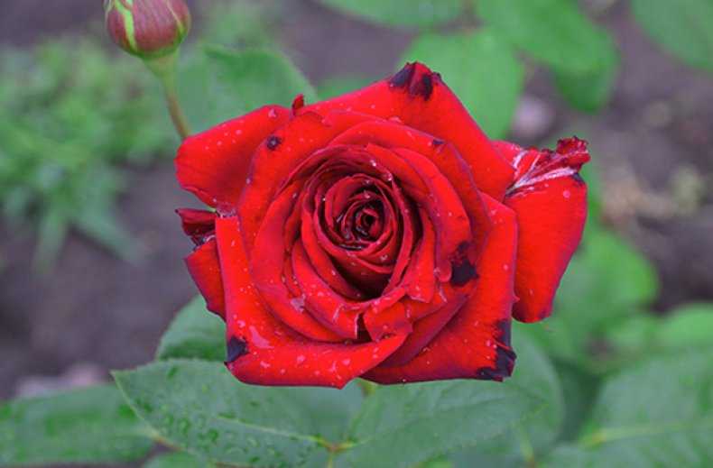 Роза «черная магия» – основные характеристики, правила посадки, ухода, размножения и пересадки