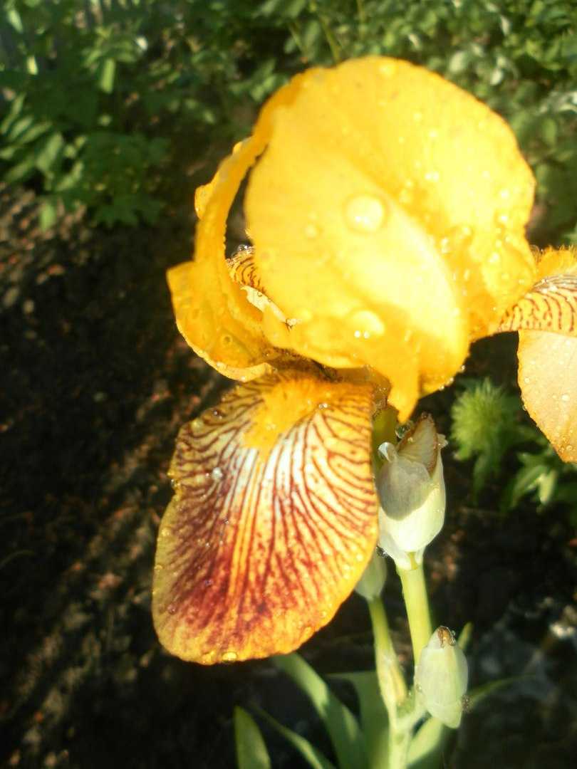 ✅ цветы, похожие на ирисы, как называются, фото и описание - tehnoyug.com