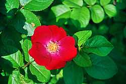 Выращивание парковой розы сорта робуста: как посадить и ухаживать за кустарником