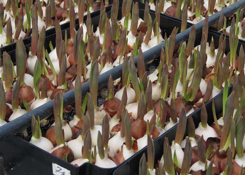 Выращивание тюльпанов в своей теплице: как сделать правильно