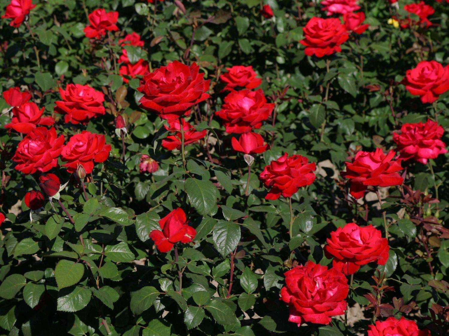 Роза чг супер гранд аморе, grande amore - описание сорта, отзывы, фото | о розе