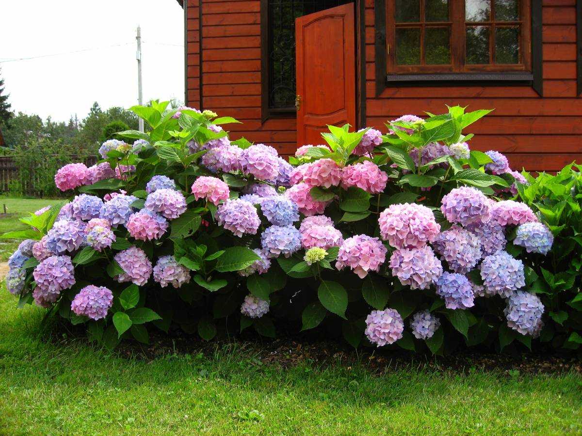 Сорта гортензии метельчатой самые красивые и устойчивые для посадки в саду на supersadovnik.ru
