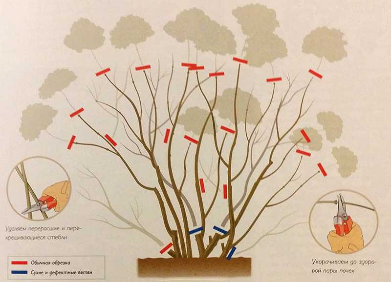 Размножение чубушника: как посадить черенки жасмина садового летом? как размножить делением другого куста?