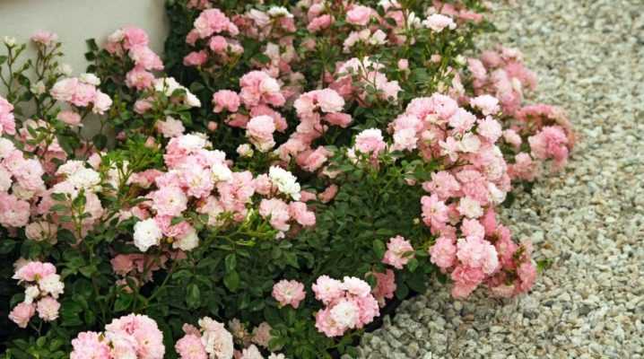 Почвопокровные розы — зимостойкие сорта, цветущие всё лето