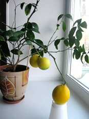 Как вырастить лимон в домашних условиях в горшке