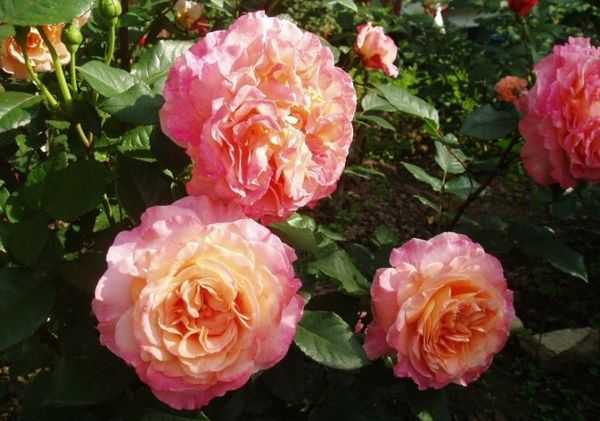 Роза «августа луиза» — описание цветка, посадка и уход, фото