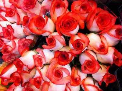 Розы-шрабы (57 фото): что это такое? новые сорта дэвида остина и анни дюпрей и их описание, уход и выращивание роз «бельведер» и «бонанза»