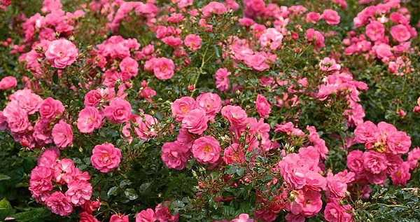 Почвопокровные розы: сорта, посадка, выращивание и уход