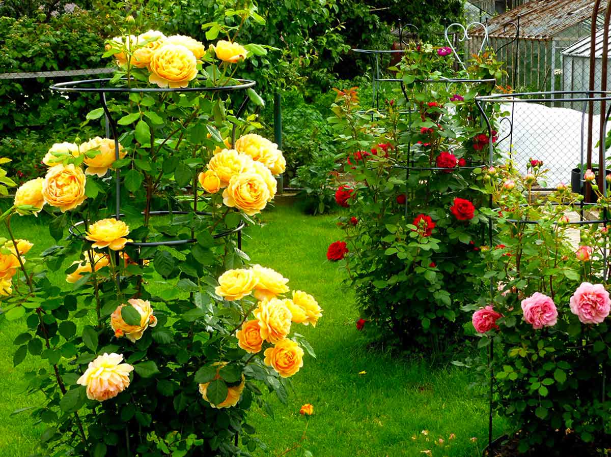 Колючая красавица в саду: описание и сорта парковой розы, выращивание и уход