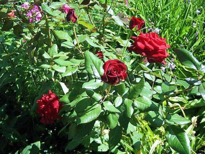 Роза «черная магия» – как использовать в ландшафтном дизайне, особенности выращивания в домашних условиях