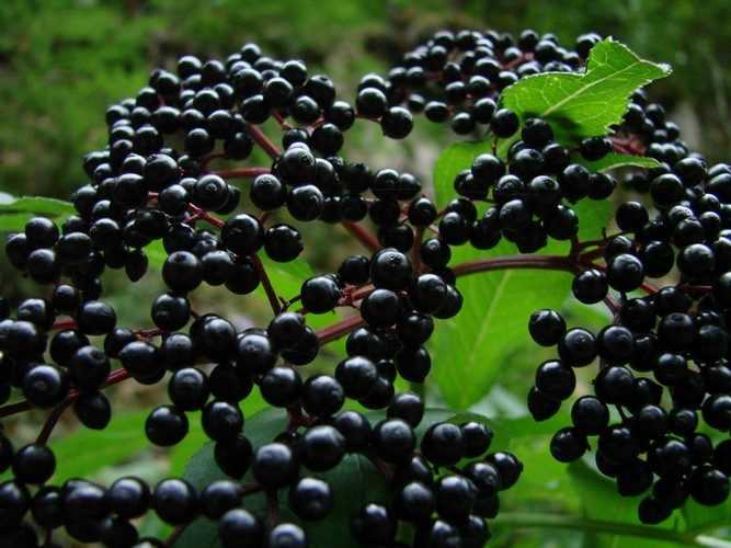 Бузина черная «блэк лэйс»: описание, выращивание и размножение