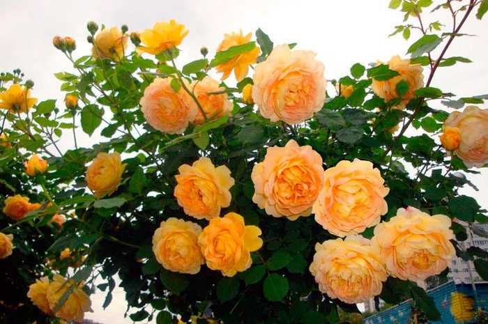 Розы плетистые: фото с названием сорта Обзор лучших мелкоцветковых и крупноцветковых роз Современная официальная систематика плетистых роз