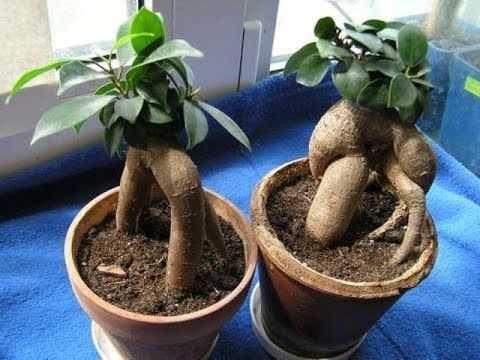 Эффектное комнатное растение — фикус «микрокарпа»