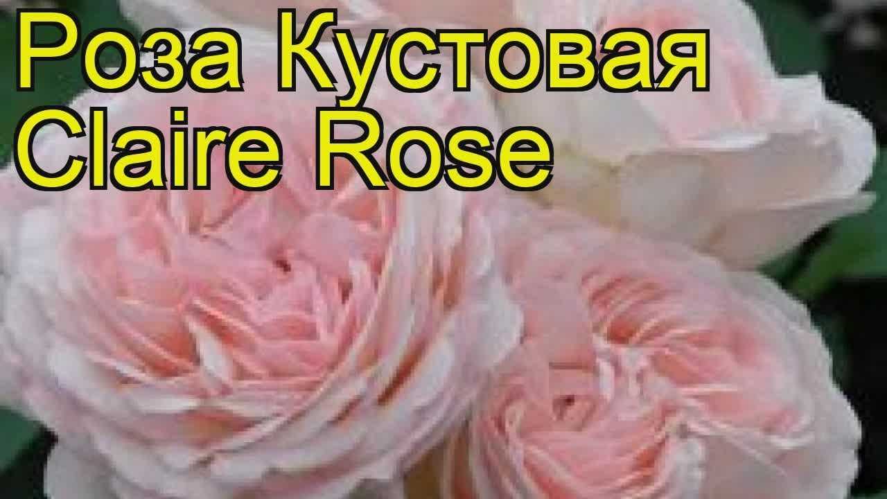 Обильно цветущий вид садовой розы гейша: особенности выращивания, описание и фото цветка