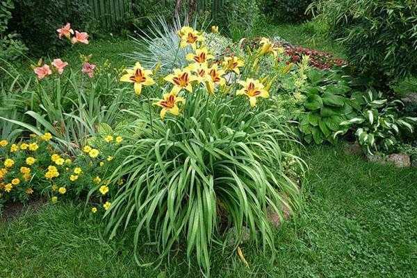 Лилейники - 89 фото популярного дикорастущего растения из азии