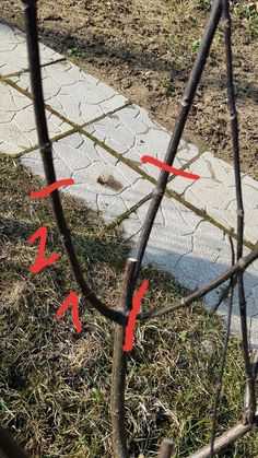 Обрезка гортензии на зиму, нужно ли обрезать растение осенью, когда и как обрезать метельчатую, древовидную и крупнолистную после цветения