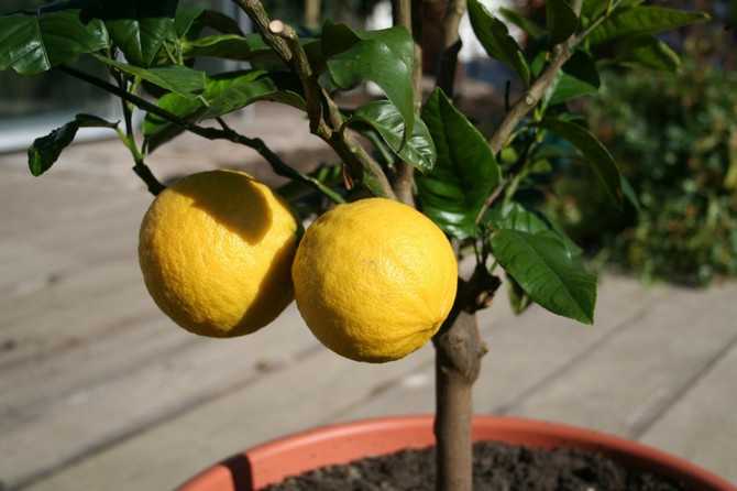 Как выращивать лимон в домашних условиях мейера?