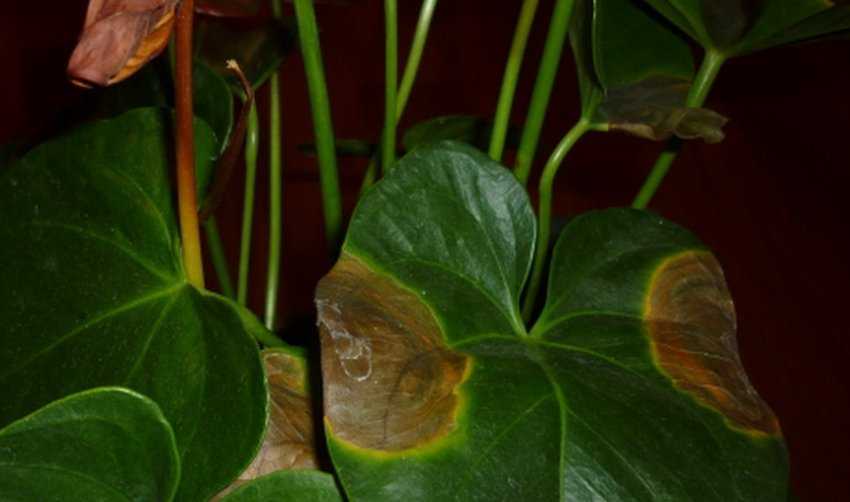 Антурииум: болезни листьев, что делать, если желтеют, чернеют, сохнут листья