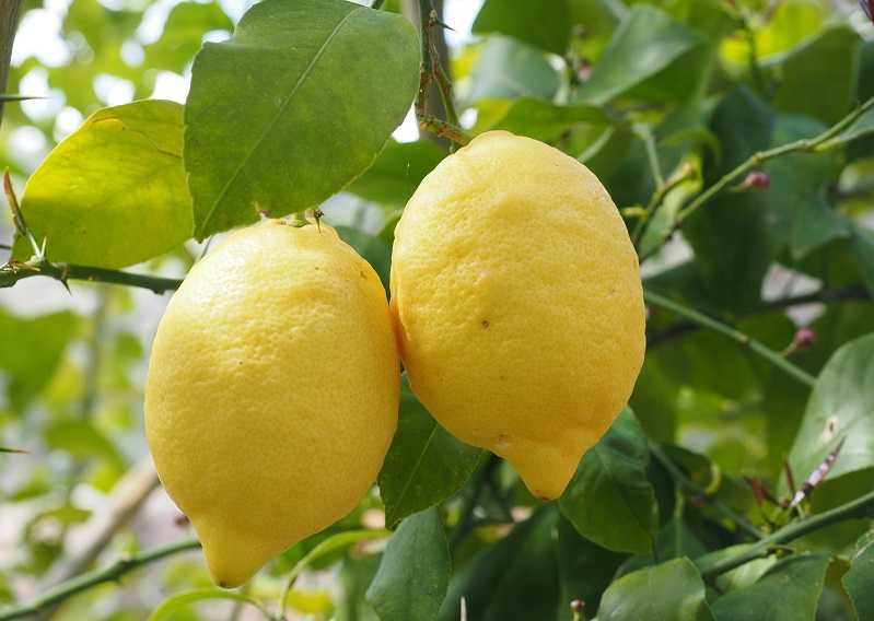 Выращивание лимона в домашних условиях: комнатные сорта, условия для них, размножение и посадка