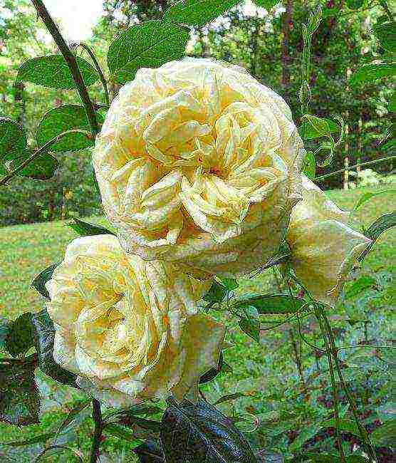 Плетистая роза эльф для украшения сада