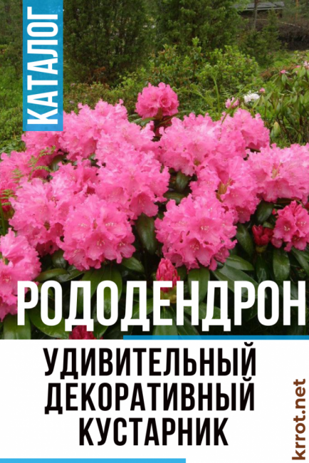 Размножение рододендронов: семенами и черенками на supersadovnik.ru