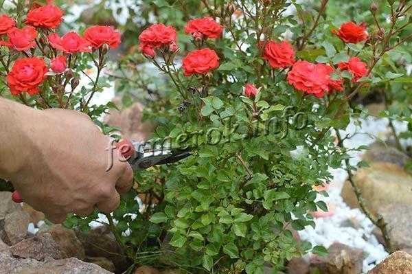 Обрезка кустовых роз на зиму